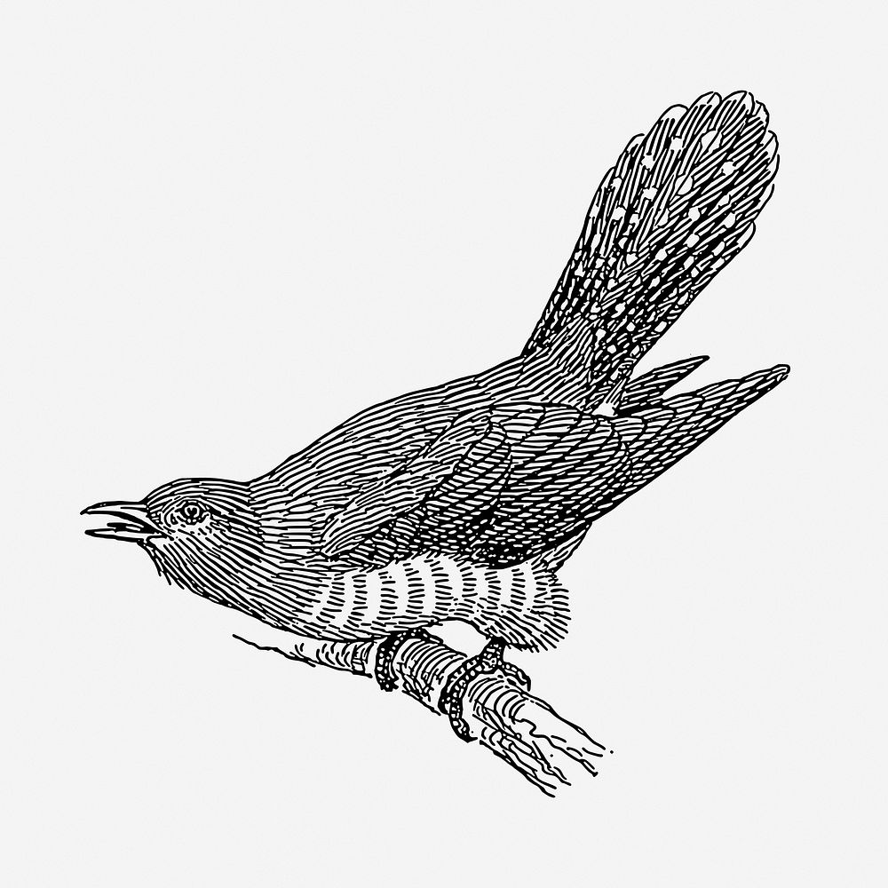 Cuckoo bird drawing, vintage illustration. Free public domain CC0 image.