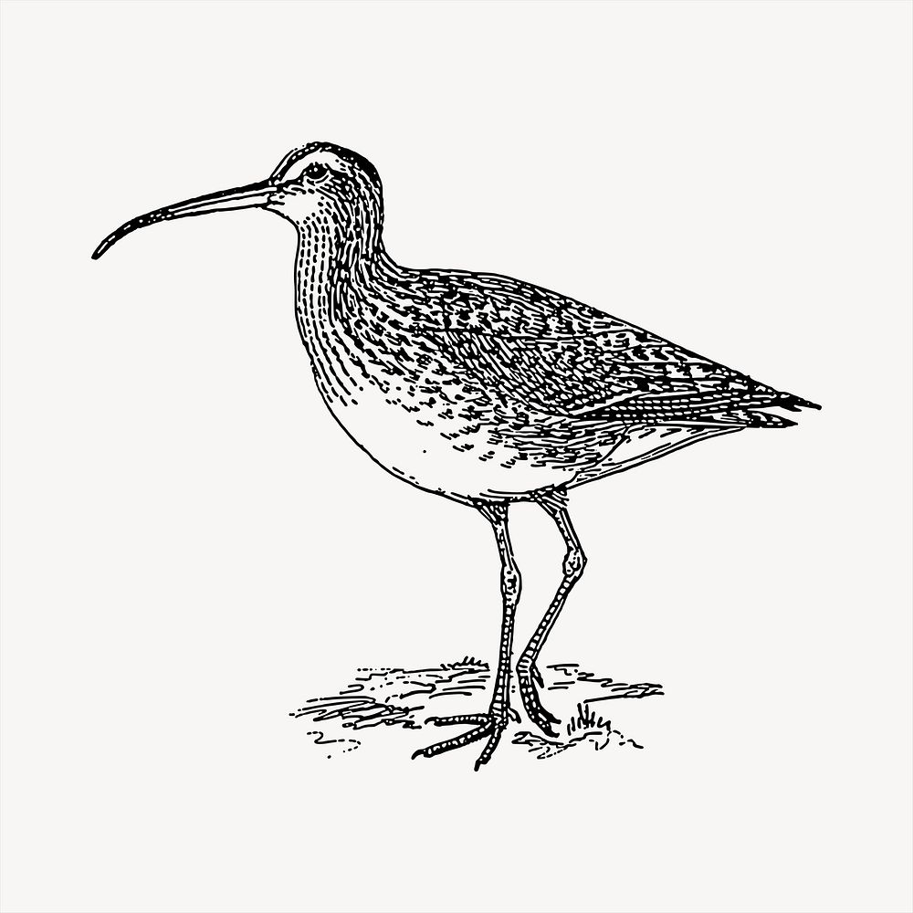 Curlew bird  clipart, vintage hand drawn vector. Free public domain CC0 image.