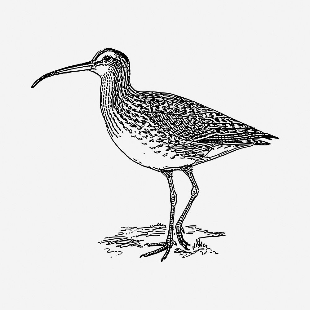 Curlew bird drawing, vintage illustration. Free public domain CC0 image.