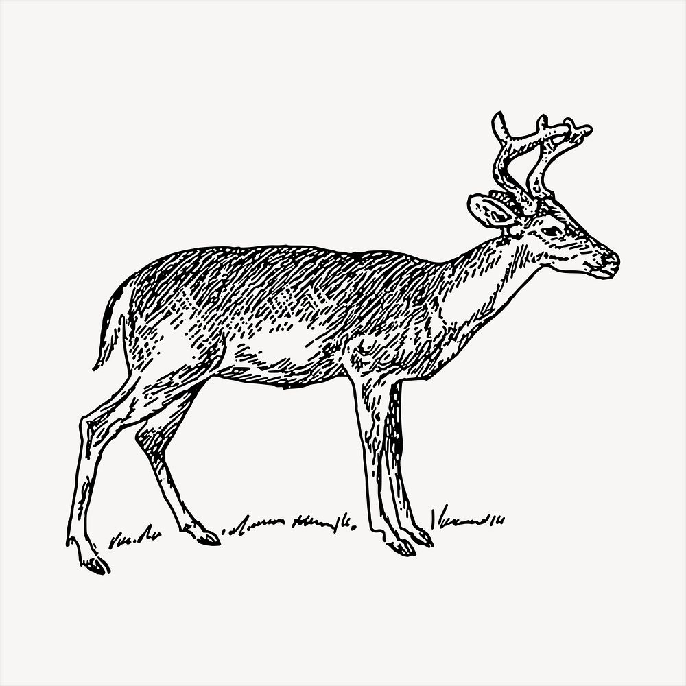 Deer   clipart, vintage hand drawn vector. Free public domain CC0 image.