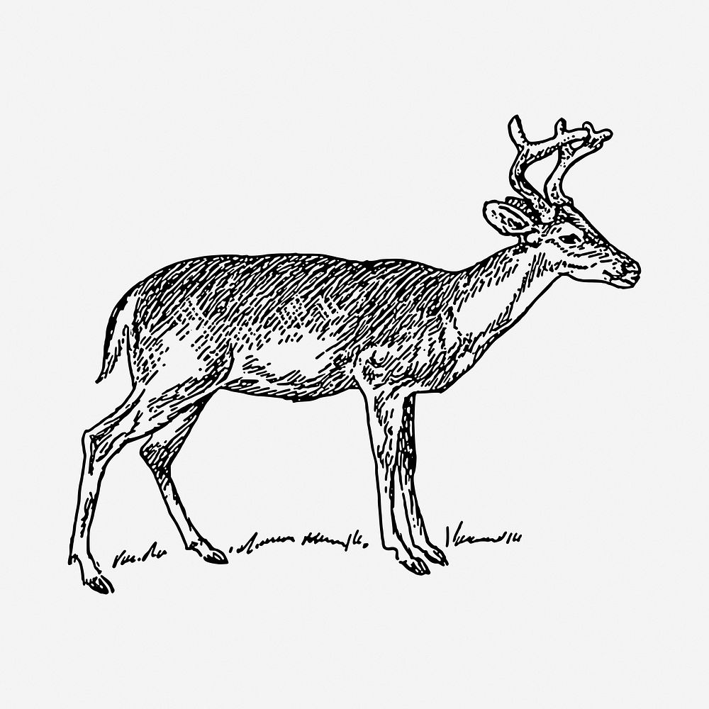 Deer  drawing, vintage illustration. Free public domain CC0 image.
