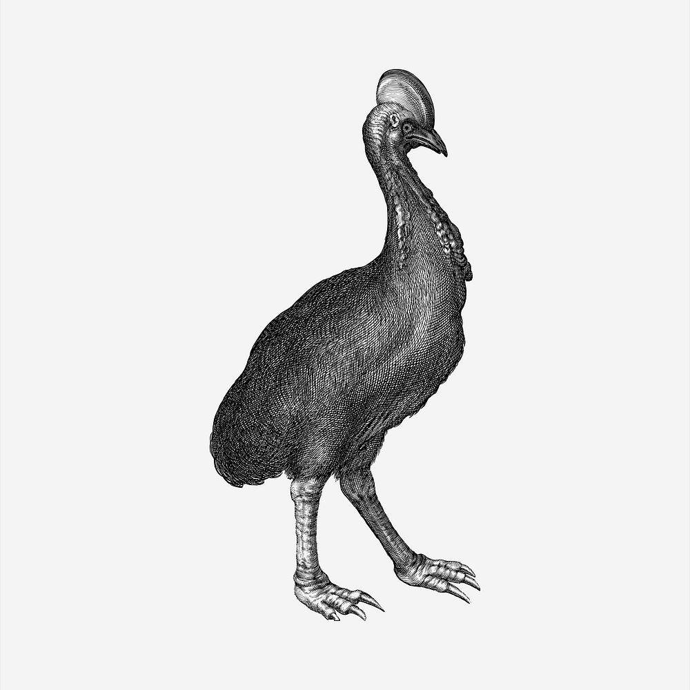 Cassowary bird  clipart, vintage hand drawn vector. Free public domain CC0 image.
