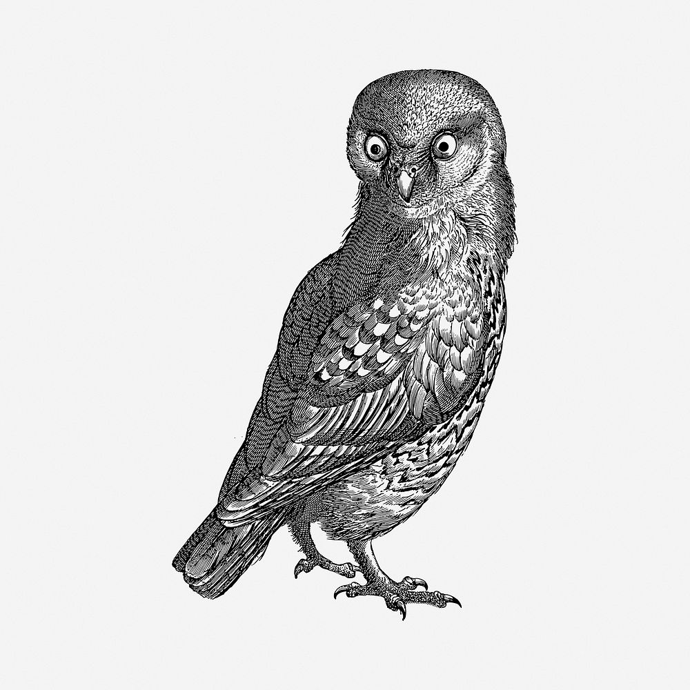 Owl drawing, vintage illustration. Free public domain CC0 image.