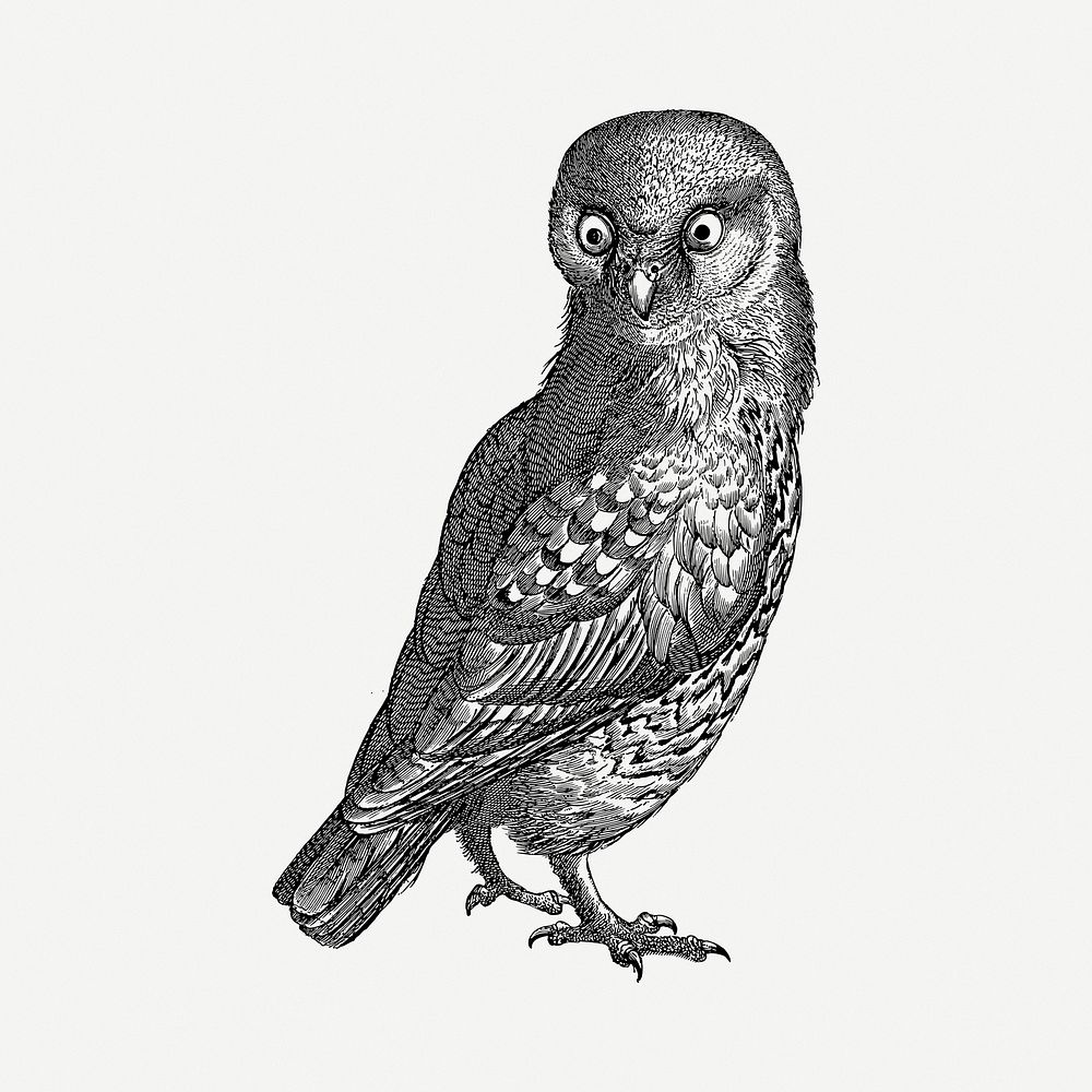 Owl drawing, vintage illustration psd. Free public domain CC0 image.