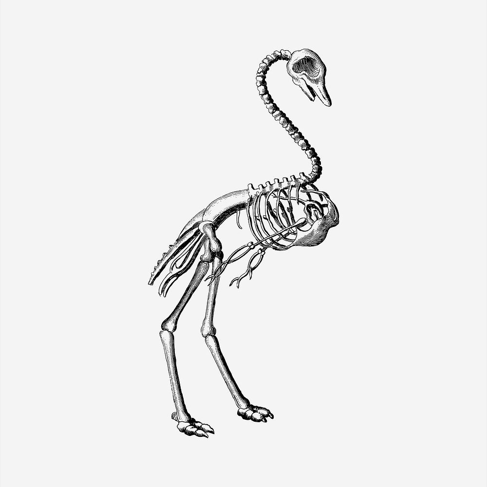 Bird skeleton   clipart, vintage hand drawn vector. Free public domain CC0 image.