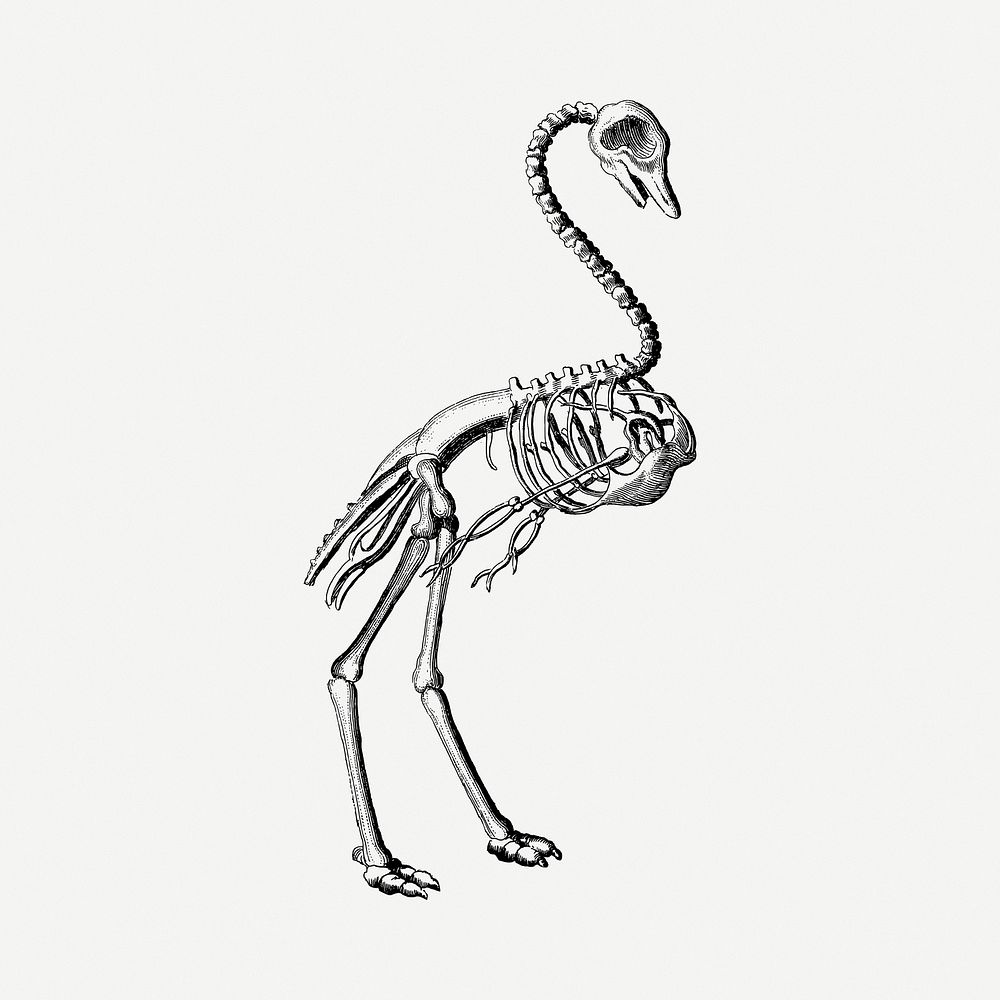 Bird skeleton  drawing, vintage illustration psd. Free public domain CC0 image.