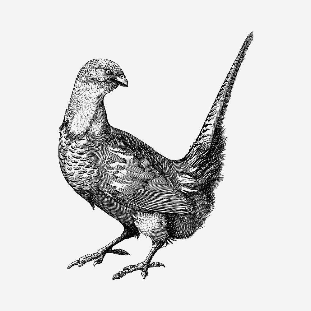 Pheasant bird drawing, vintage illustration. Free public domain CC0 image.