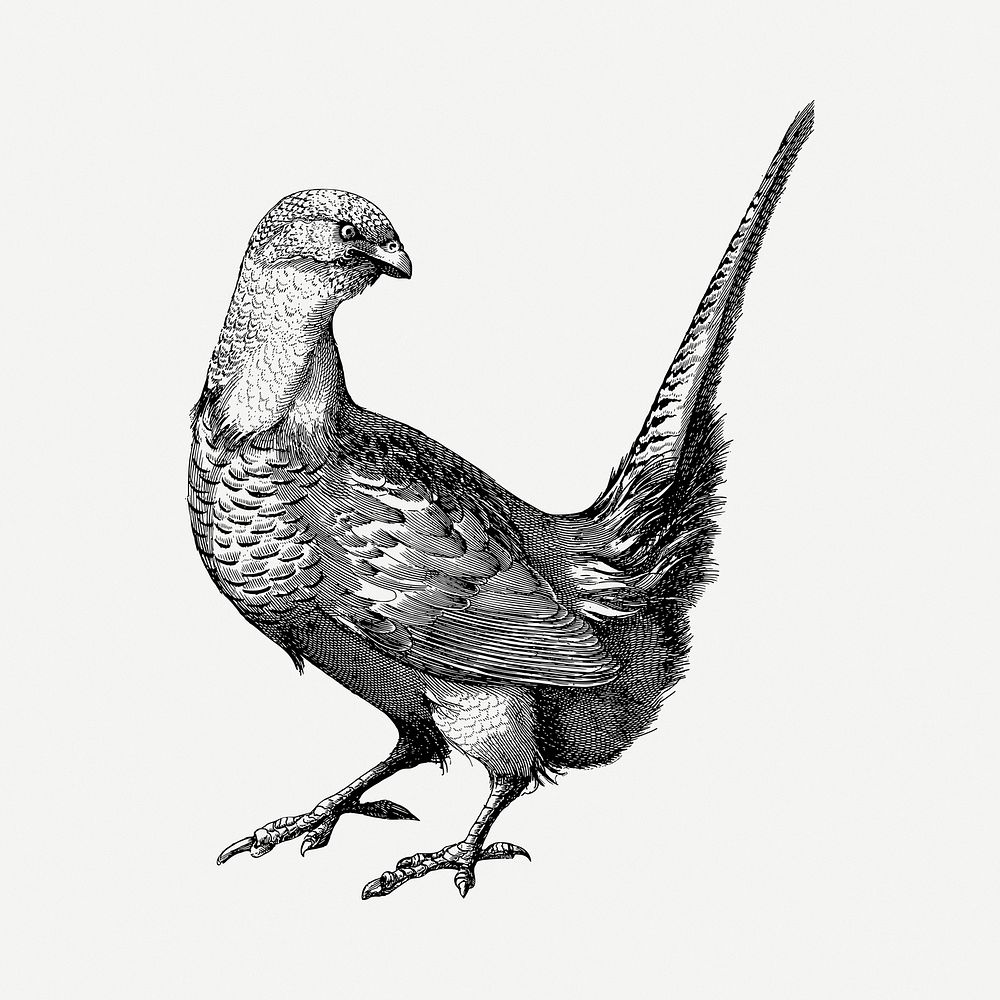 Pheasant bird drawing, vintage illustration psd. Free public domain CC0 image.