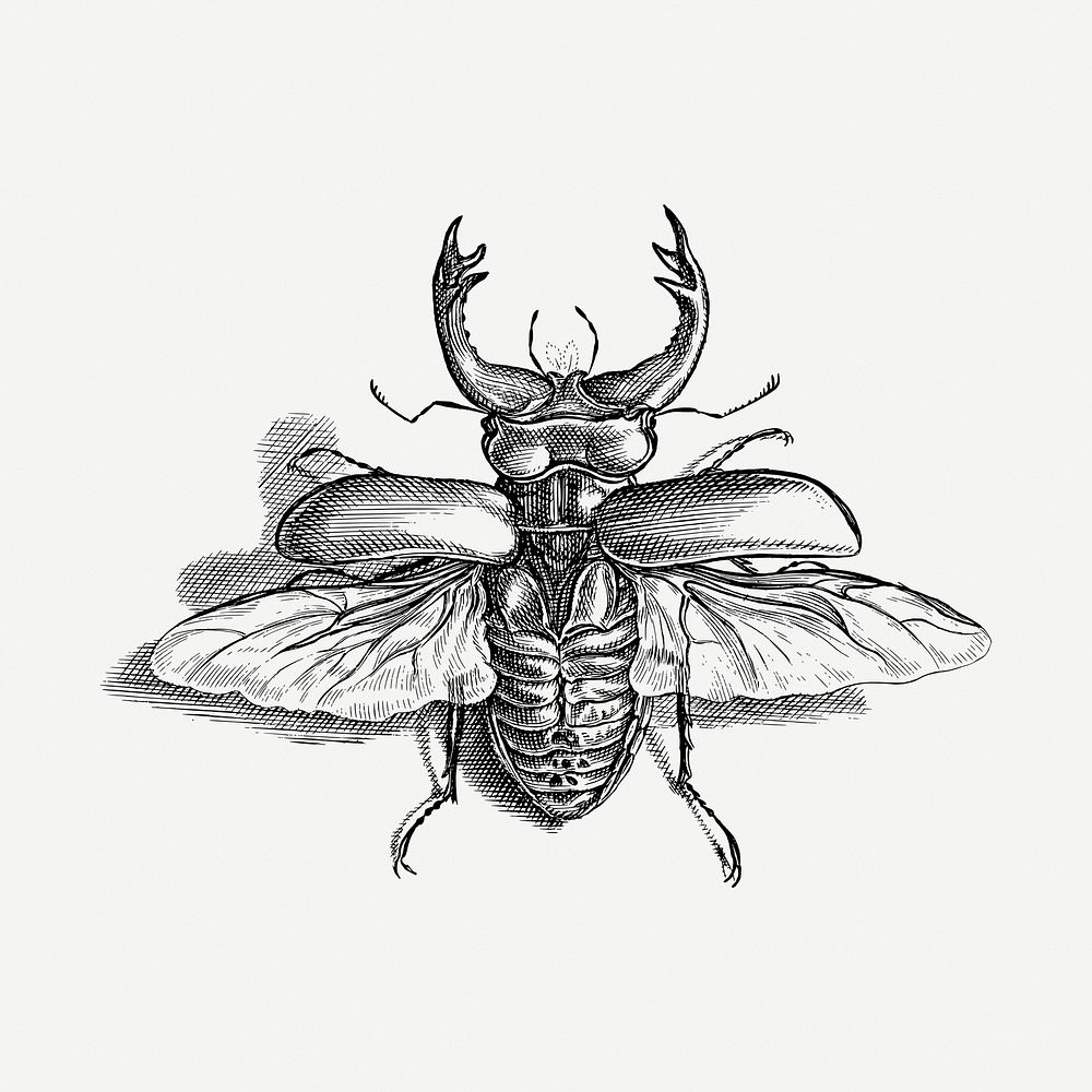 Beetle drawing, vintage illustration psd. Free public domain CC0 image.