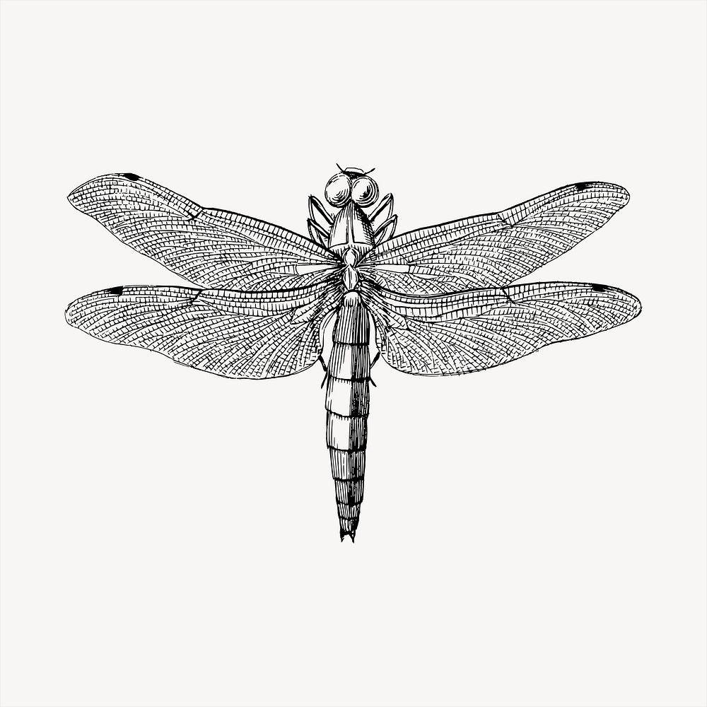 Dragonfly  clipart, vintage hand drawn vector. Free public domain CC0 image.