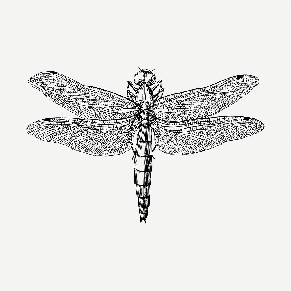Dragonfly drawing, vintage illustration psd. Free public domain CC0 image.