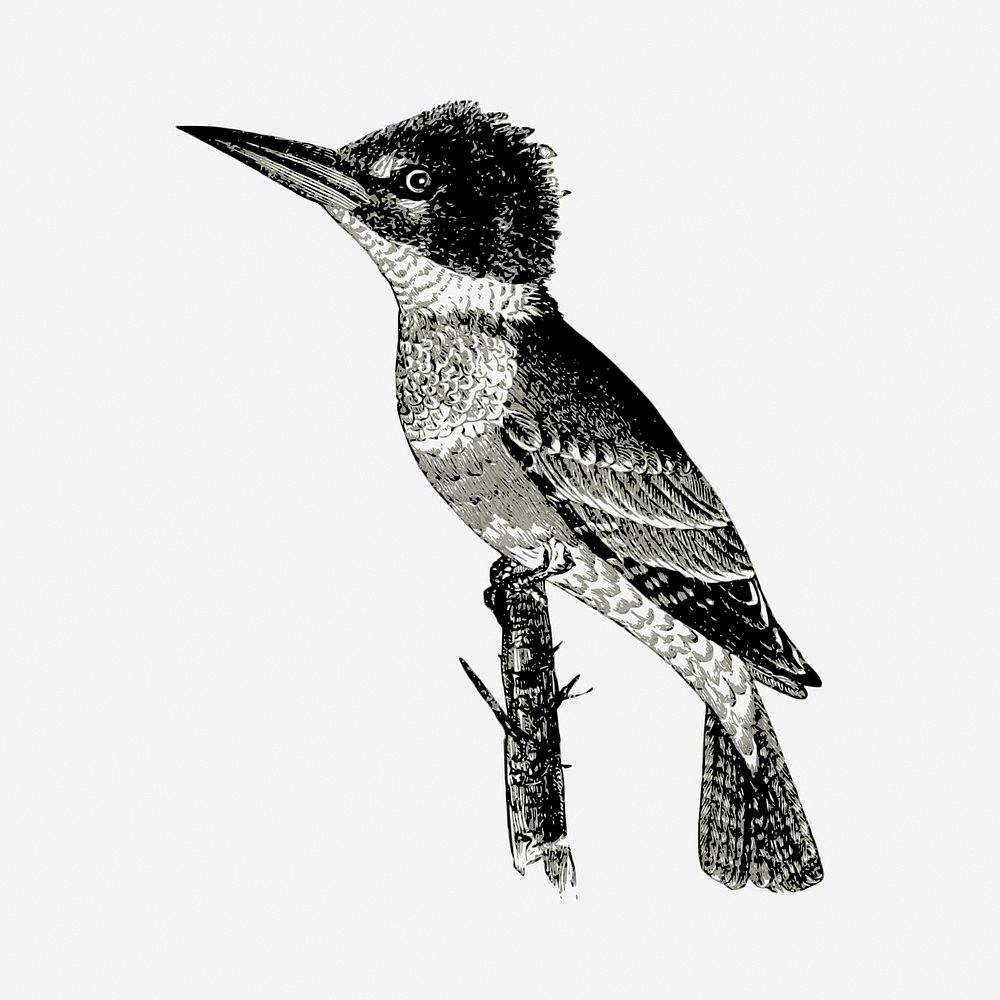 Kingfisher bird drawing, vintage illustration. Free public domain CC0 image.