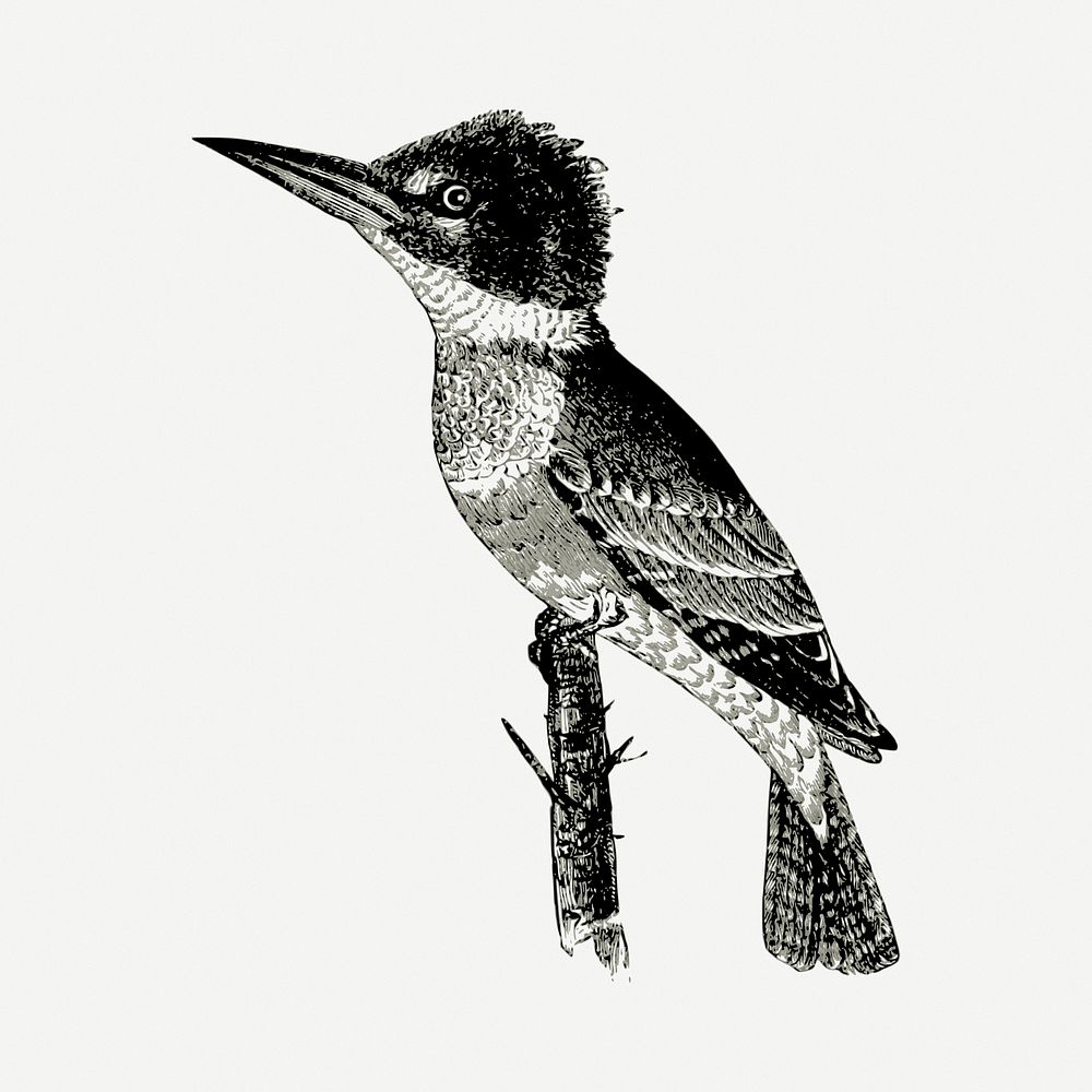 Kingfisher bird drawing, vintage illustration psd. Free public domain CC0 image.