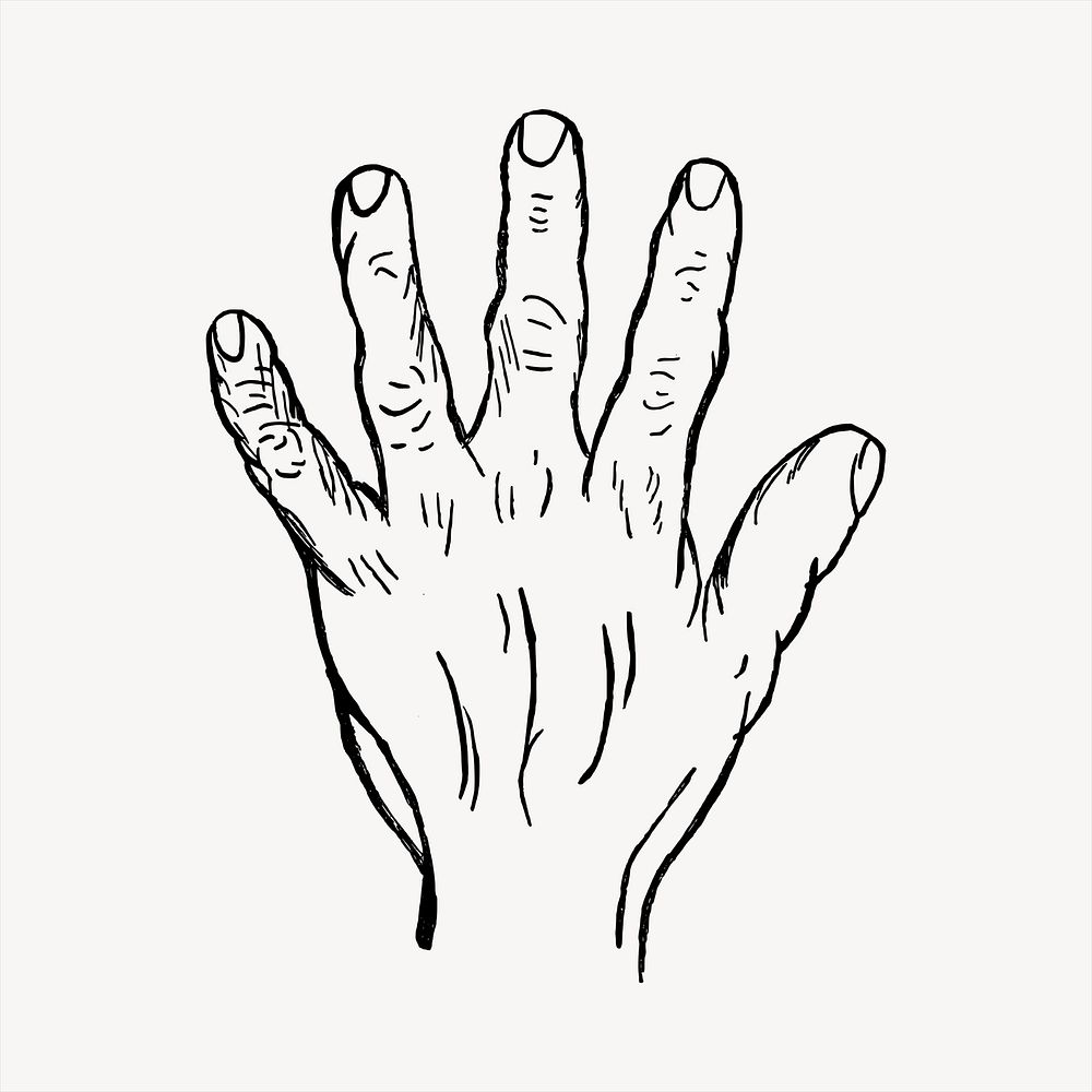 Back of hand  clipart, vintage hand drawn vector. Free public domain CC0 image.