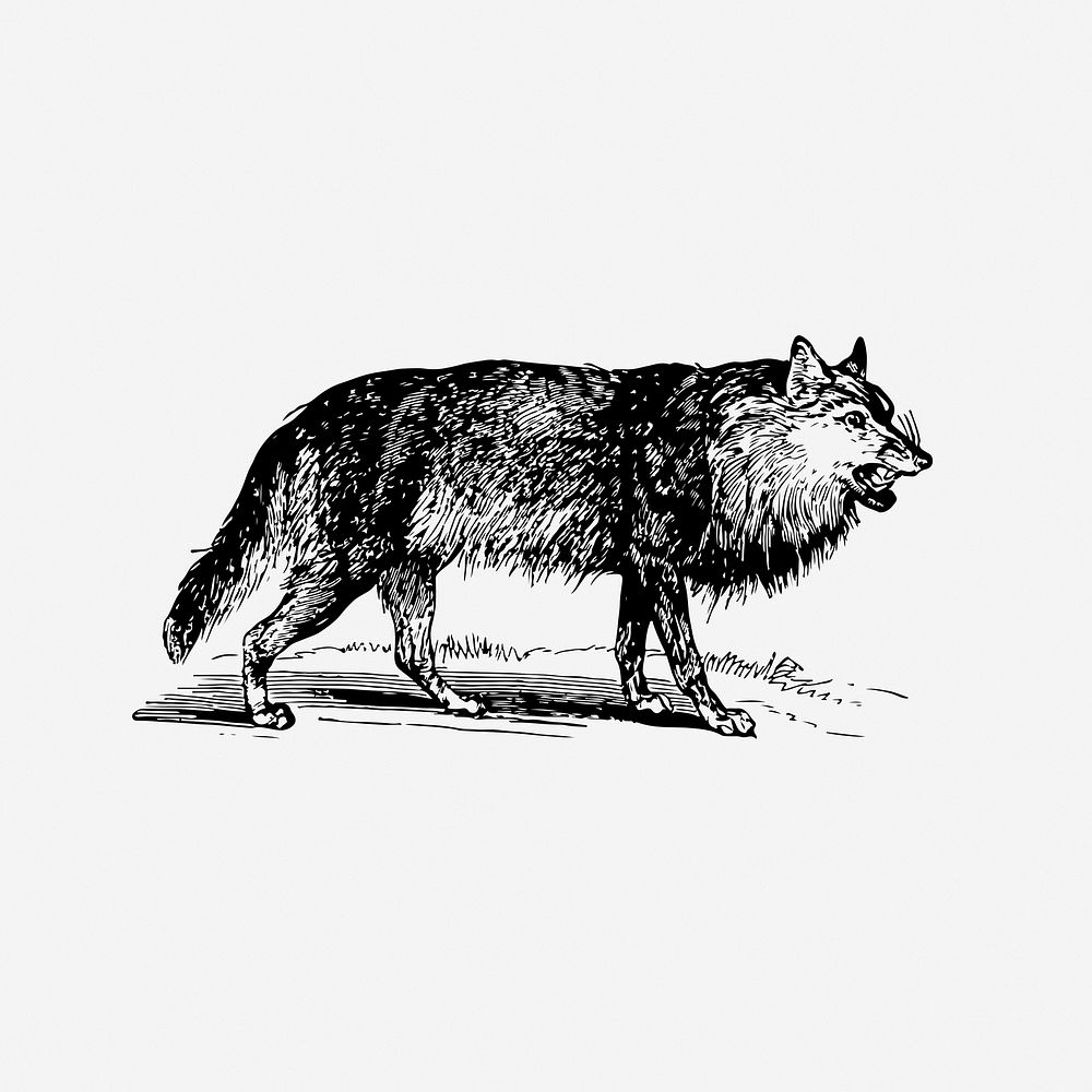 Wolf drawing, vintage illustration. Free public domain CC0 image.