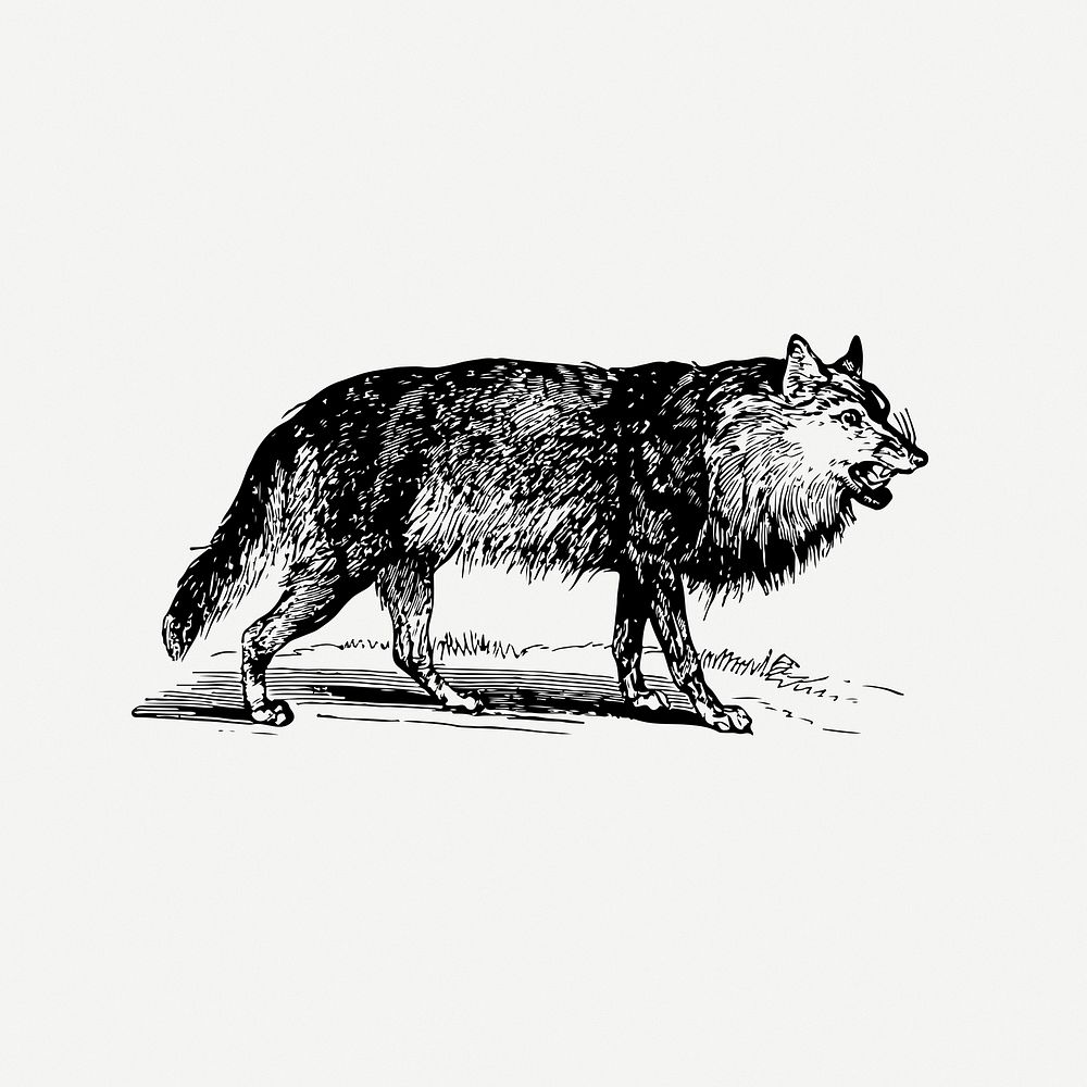 Wolf drawing, vintage illustration psd. Free public domain CC0 image.