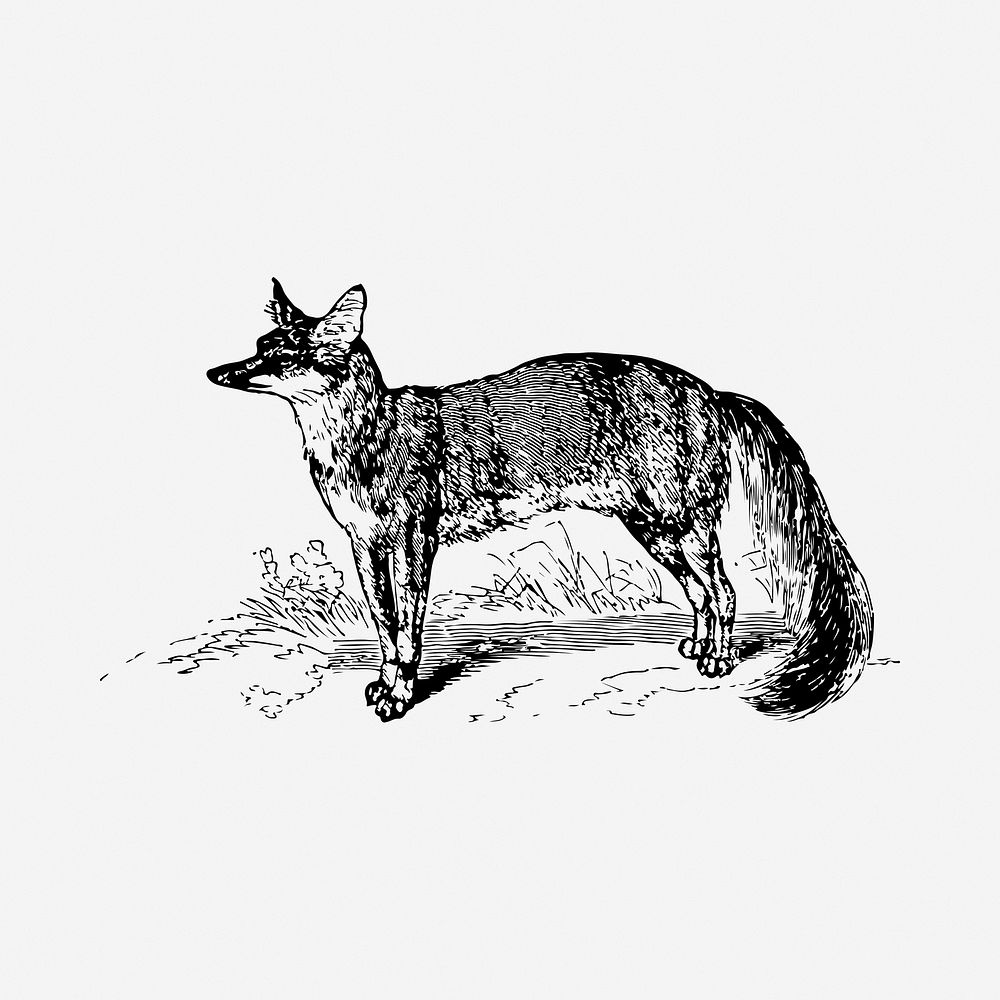 Fox drawing, vintage illustration. Free public domain CC0 image.