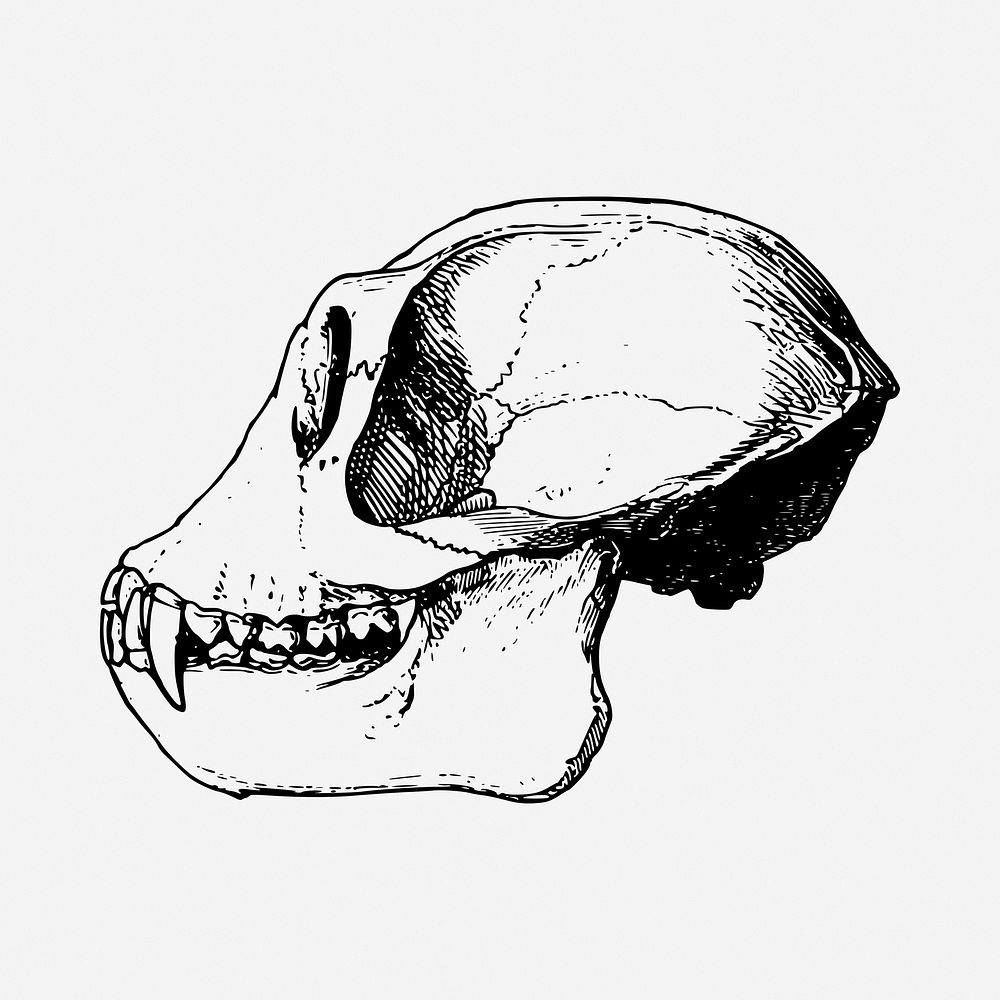Monkey skull drawing, vintage illustration. Free public domain CC0 image.