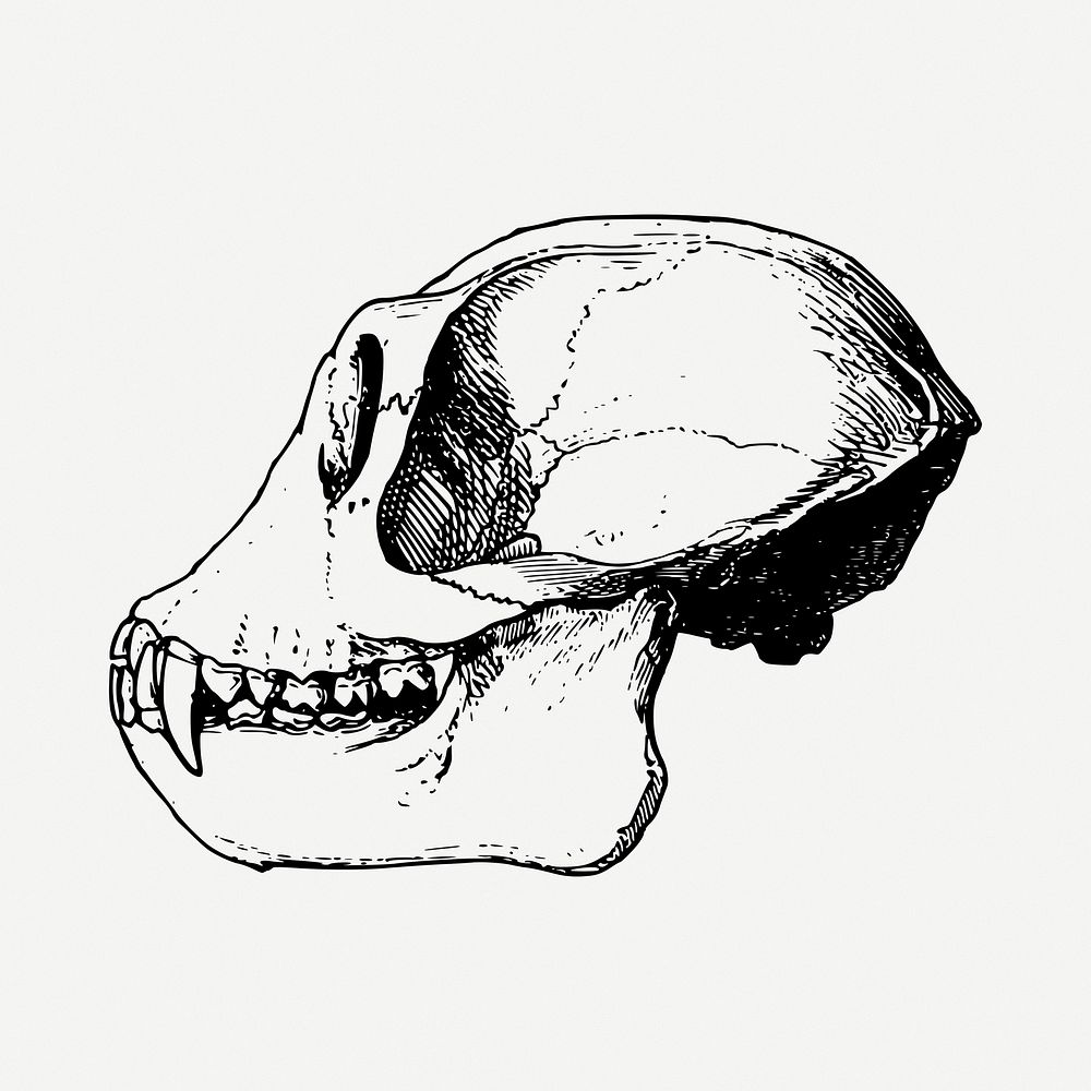 Monkey skull drawing, vintage illustration psd. Free public domain CC0 image.