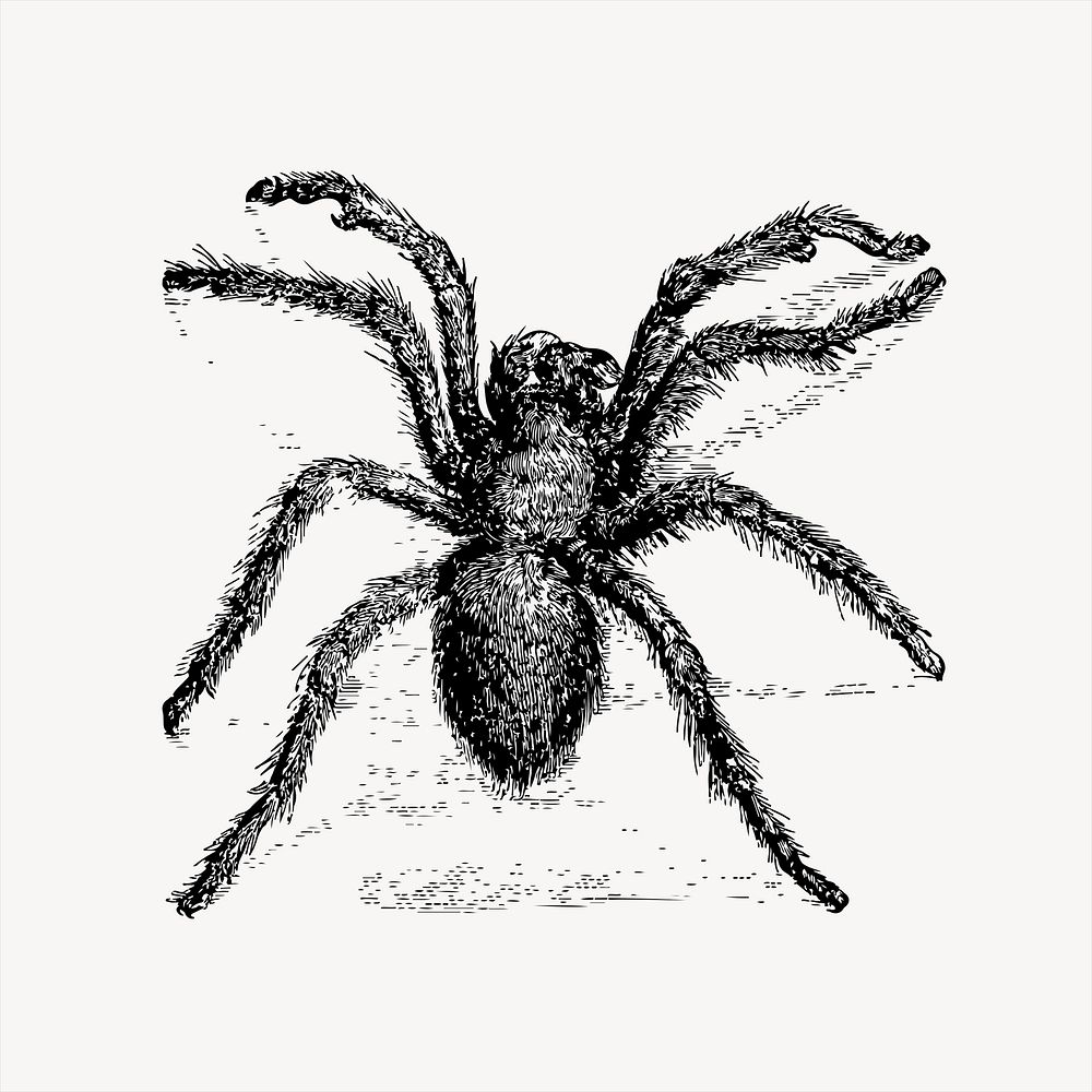  Tarantula, hairy spider  clipart, vintage hand drawn vector. Free public domain CC0 image.