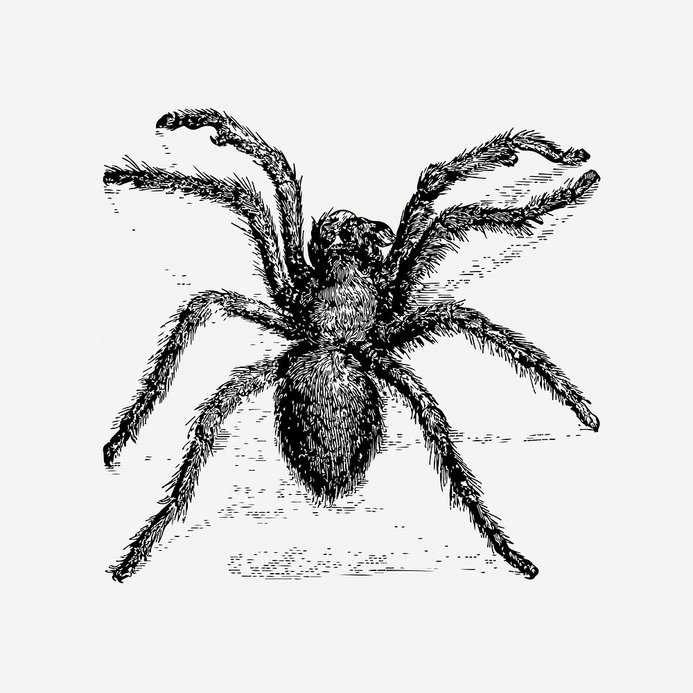  Tarantula, hairy spider drawing, vintage illustration psd. Free public domain CC0 image.