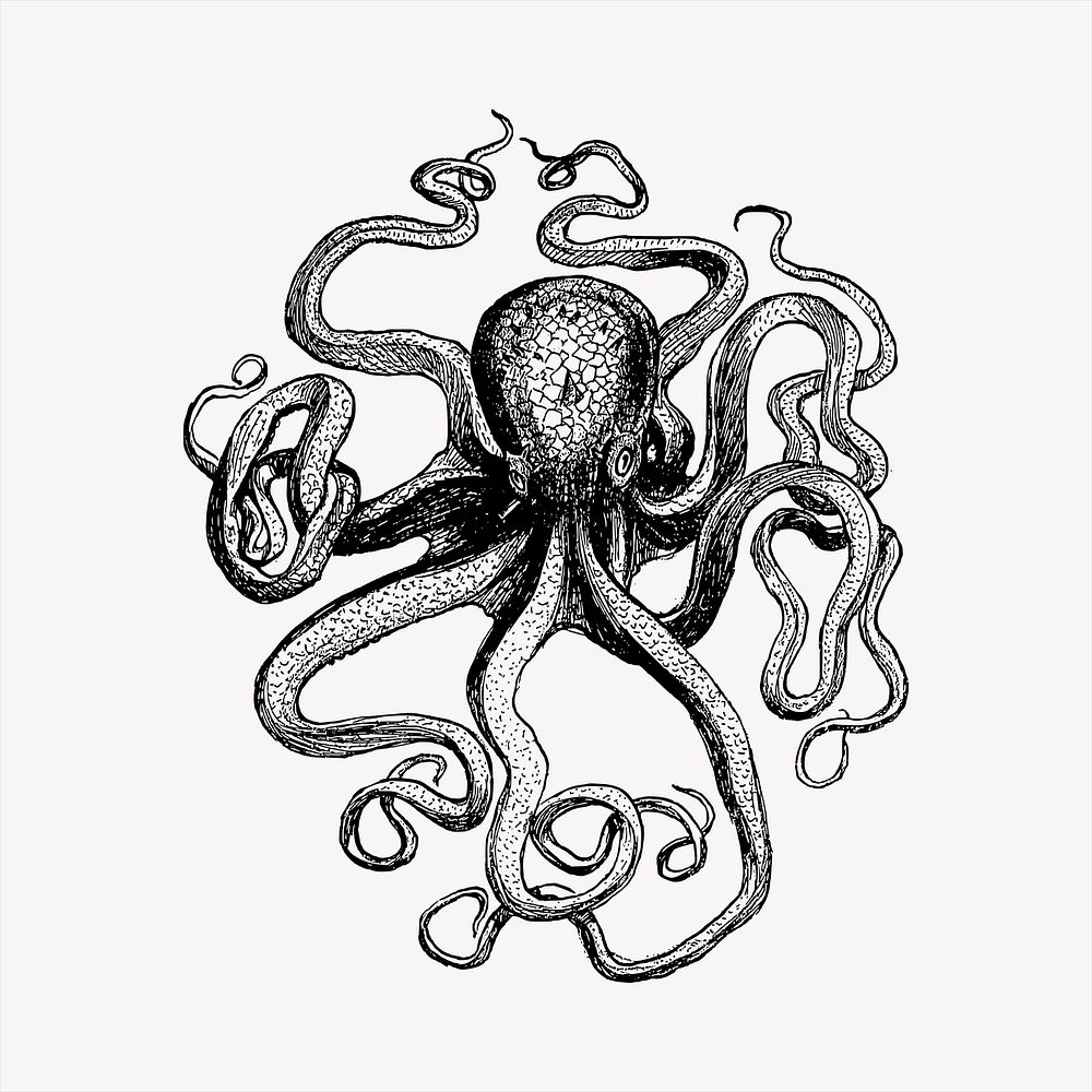 Octopus  clipart, vintage hand drawn vector. Free public domain CC0 image.
