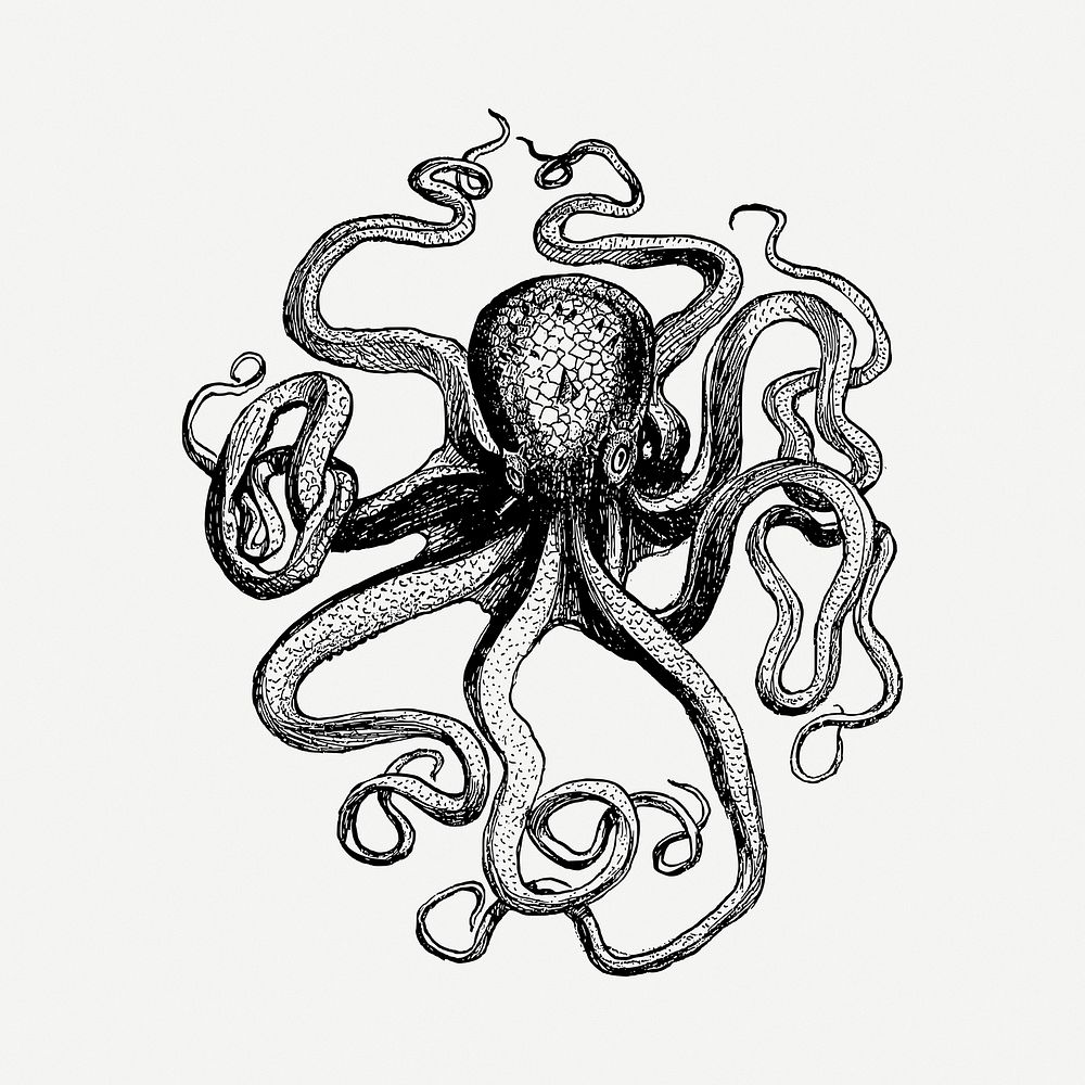 Octopus drawing, vintage illustration psd. Free public domain CC0 image.
