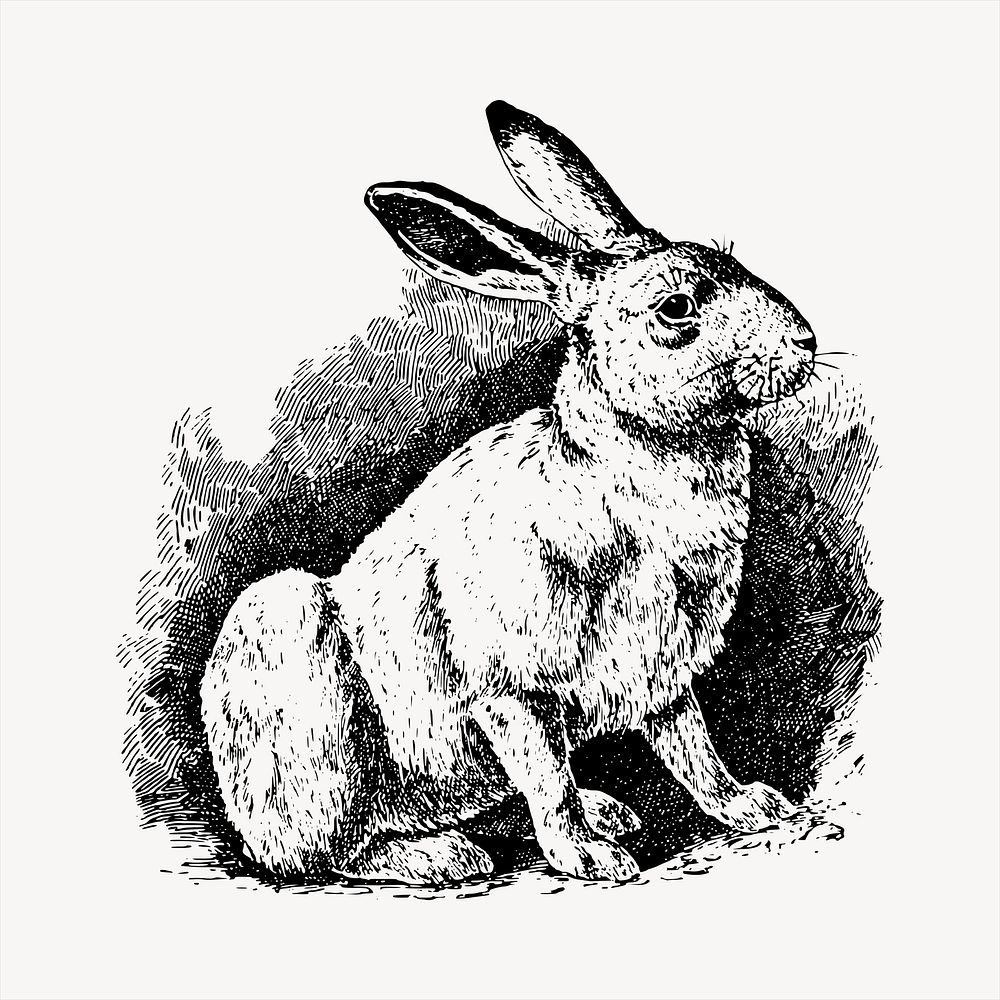 Rabbit clipart, vintage hand drawn vector. Free public domain CC0 image.