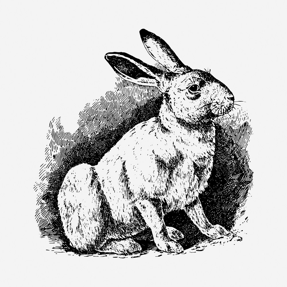 Rabbit drawing, vintage illustration. Free Free Photo rawpixel