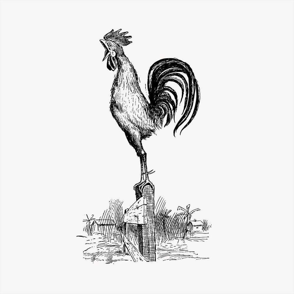 Rooster in morning   clipart, vintage hand drawn vector. Free public domain CC0 image.