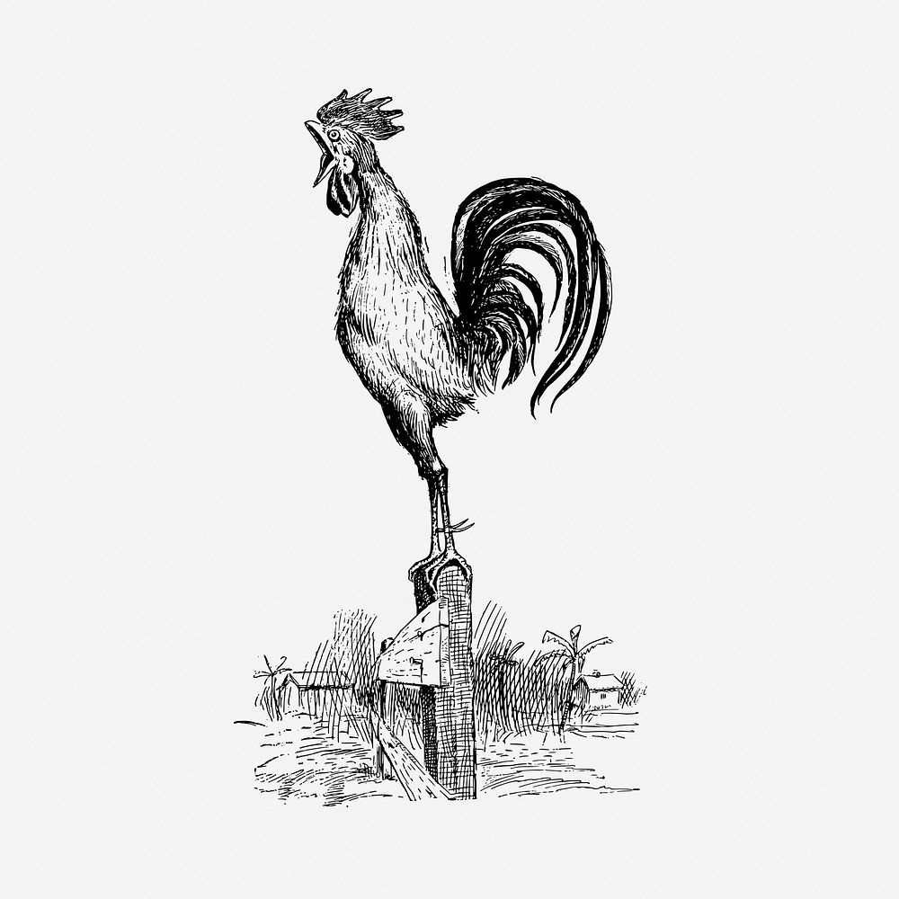 Rooster in morning  drawing, vintage illustration. Free public domain CC0 image.