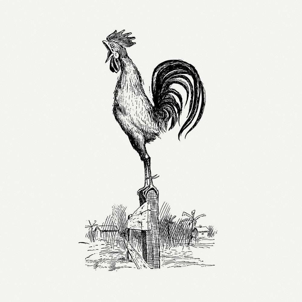 Rooster crowing drawing, vintage illustration psd. Free public domain CC0 image.