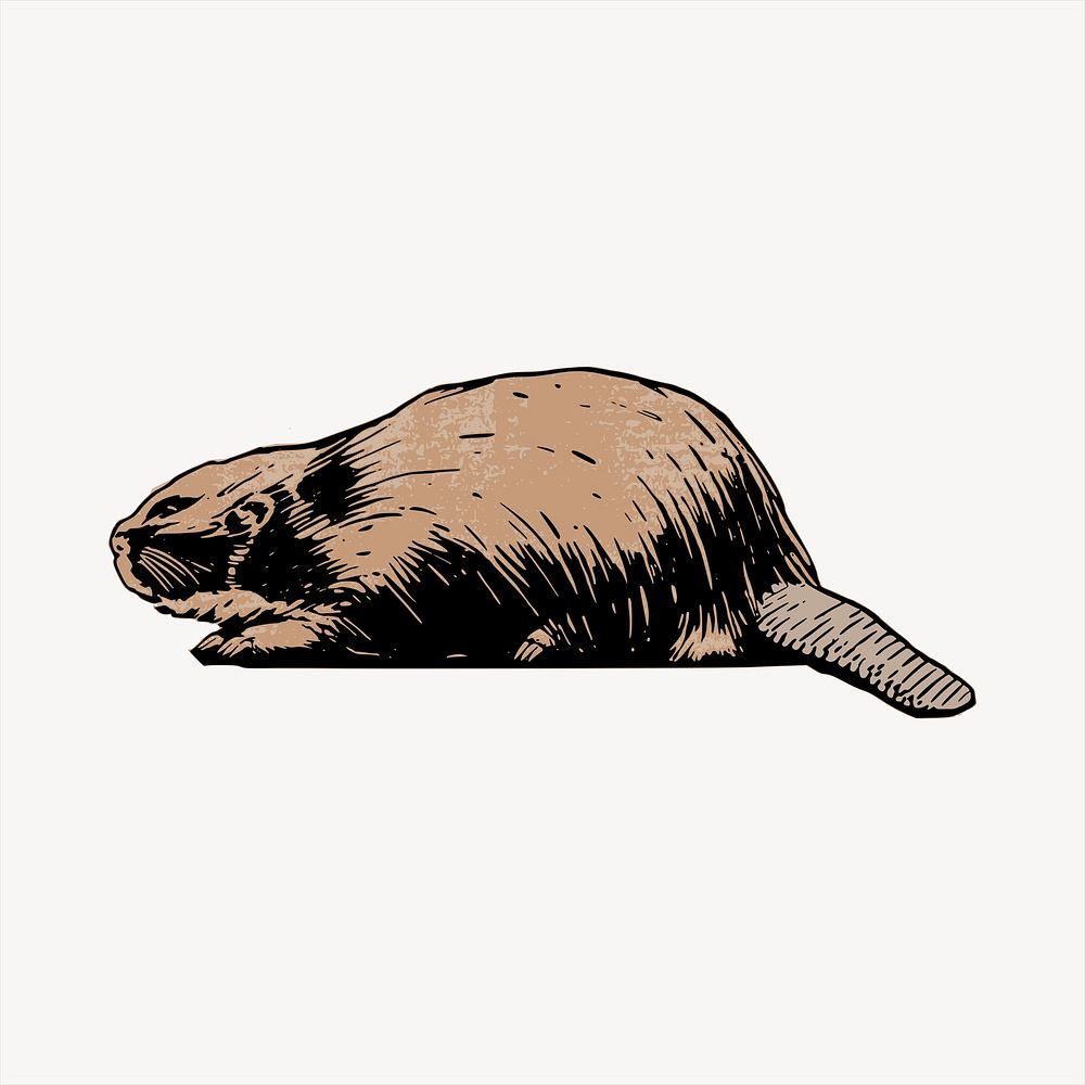 Beaver  clipart, vintage hand drawn vector. Free public domain CC0 image.