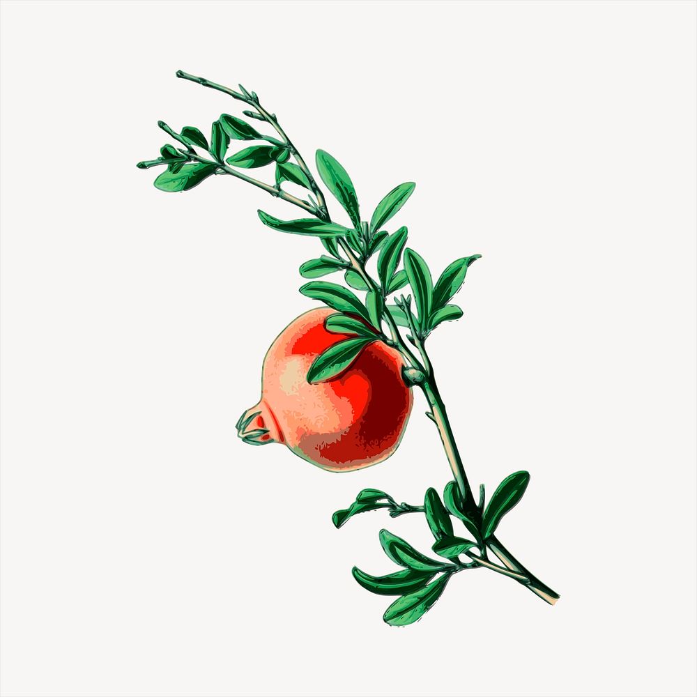Pomegranate fruit  clipart, vintage hand drawn vector. Free public domain CC0 image.