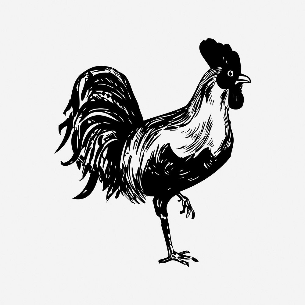 Chicken, vintage drawing illustration. Free public domain CC0 image.