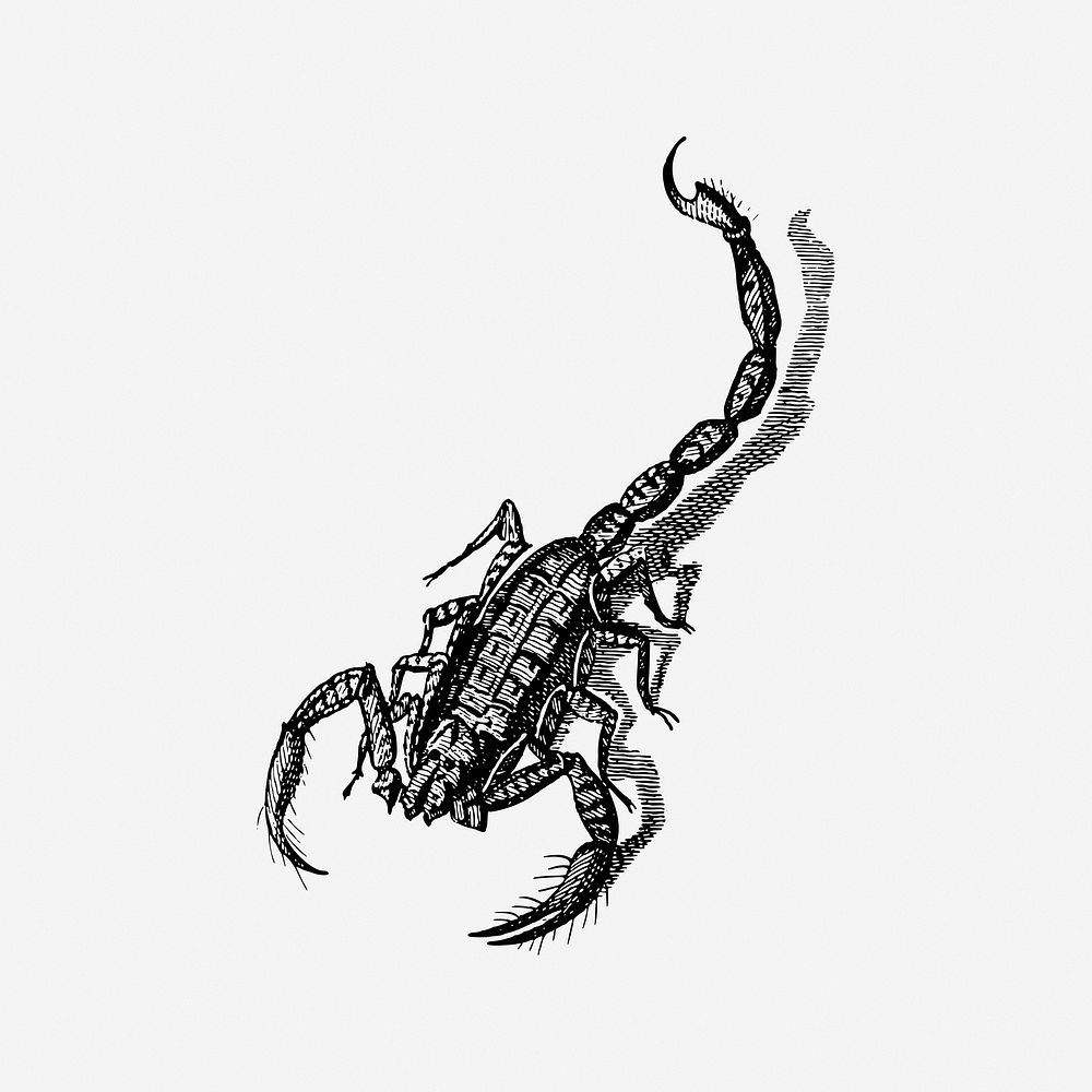 Scorpion, vintage drawing illustration. Free public domain CC0 image.