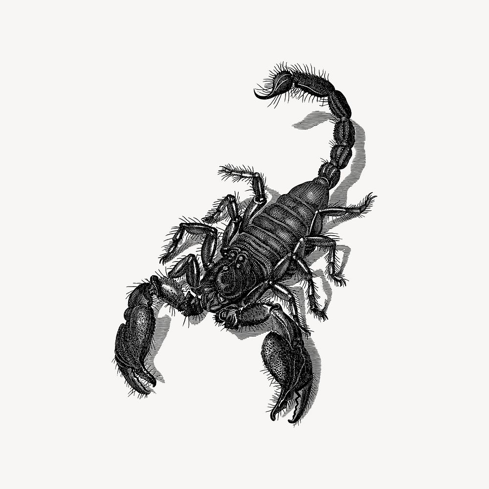 Scorpion collage element, drawing illustration vector. Free public domain CC0 image.