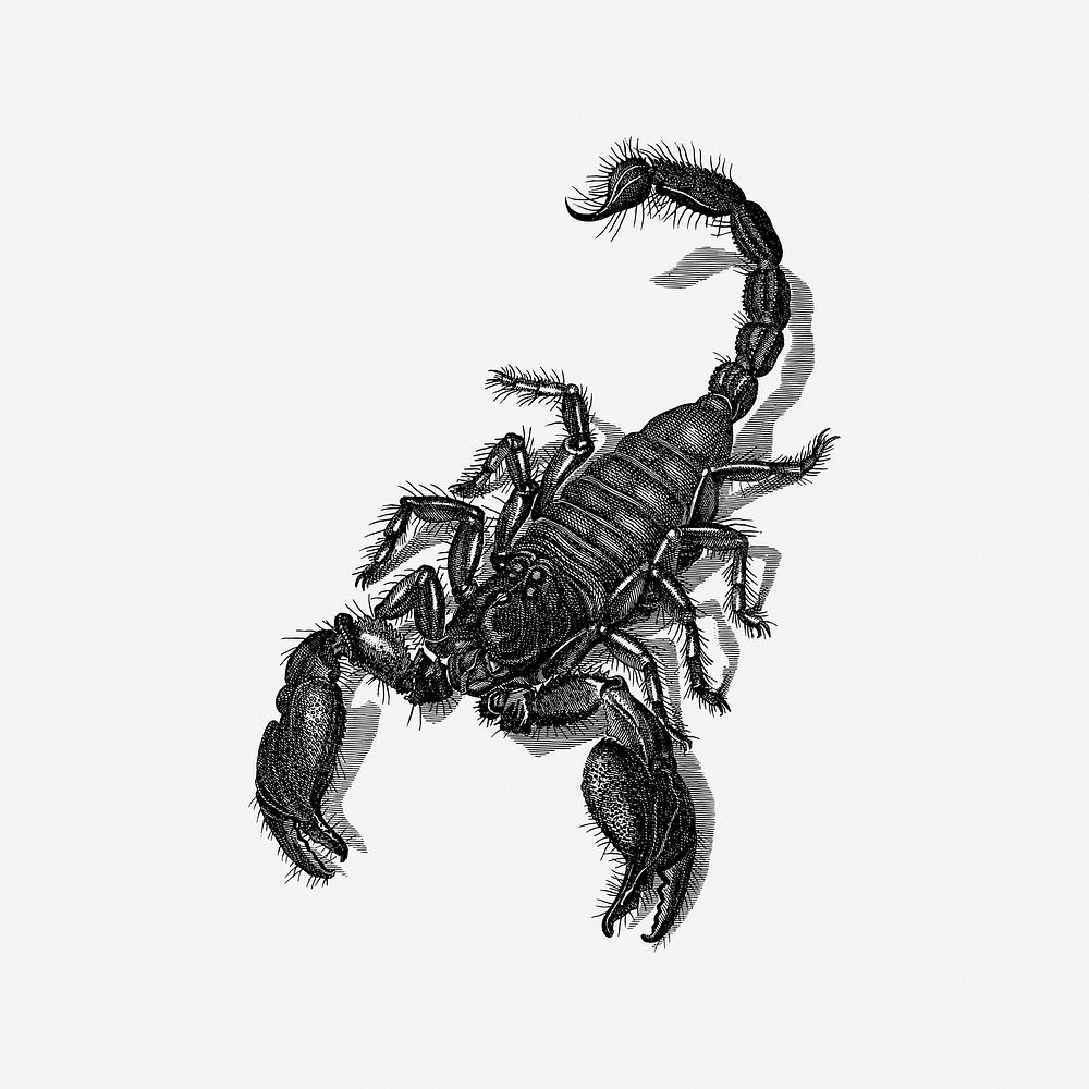 Scorpion, vintage drawing illustration. Free public domain CC0 image.