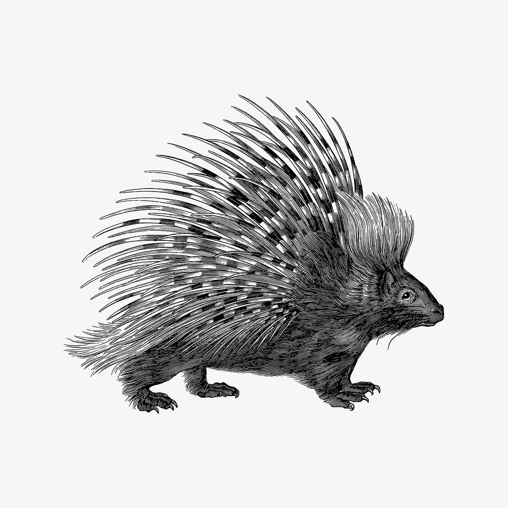 Porcupine collage element, drawing illustration vector. Free public domain CC0 image.