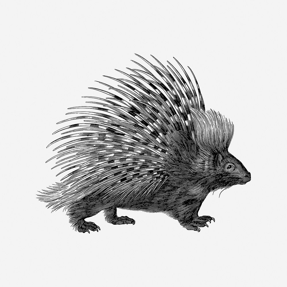 Porcupine, vintage drawing illustration. Free public domain CC0 image.