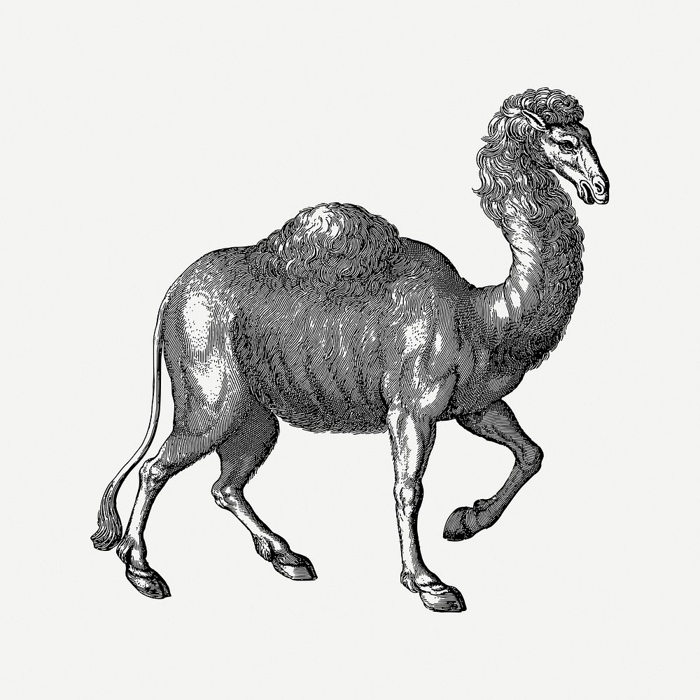 Camel clipart, vintage illustration psd. Free public domain CC0 image.
