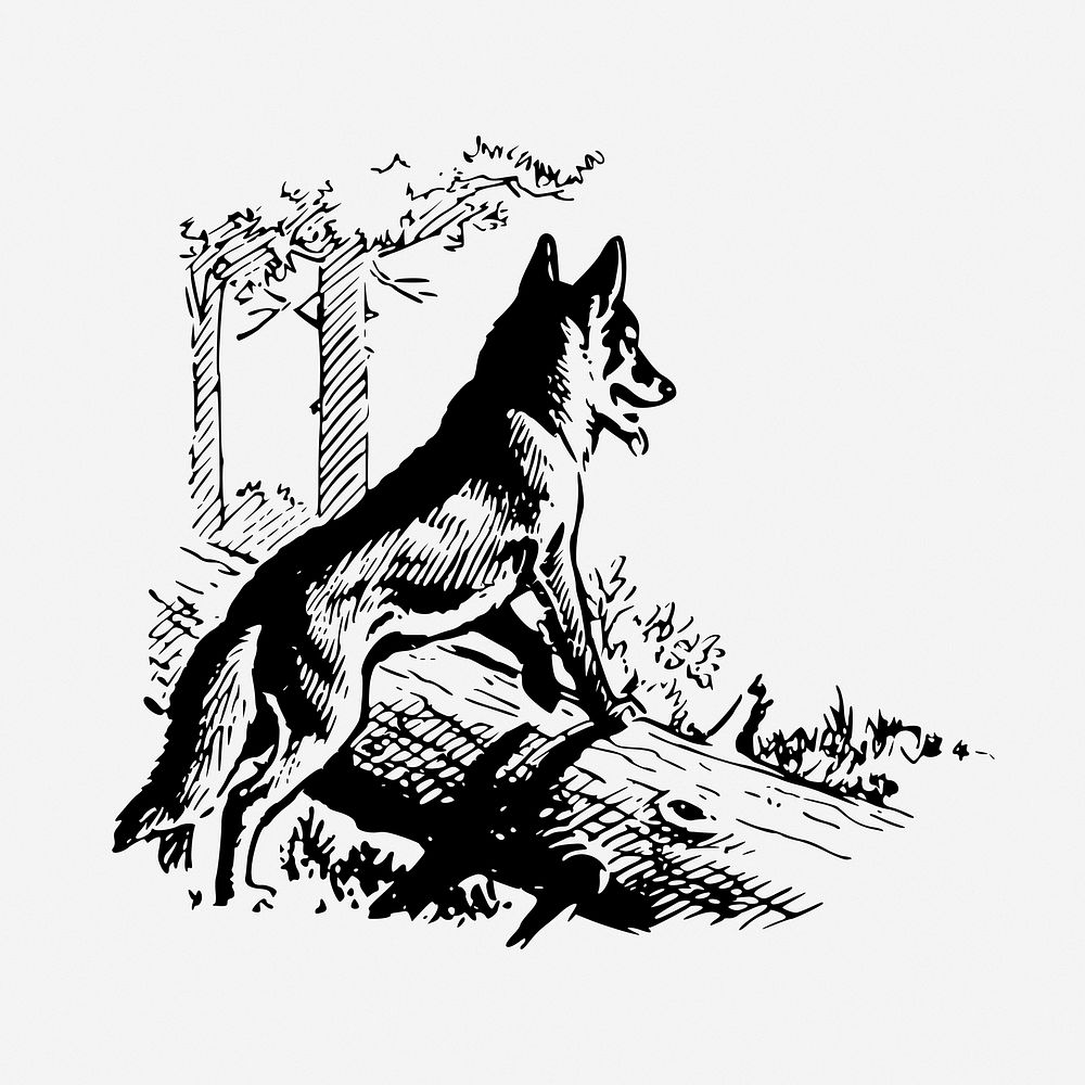 Fox, vintage drawing illustration. Free public domain CC0 image.