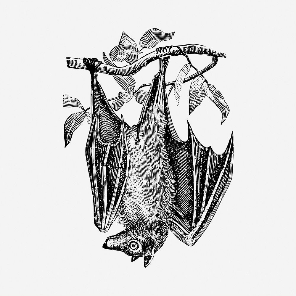 Hanging bat, black & white illustration. Free public domain CC0 image.