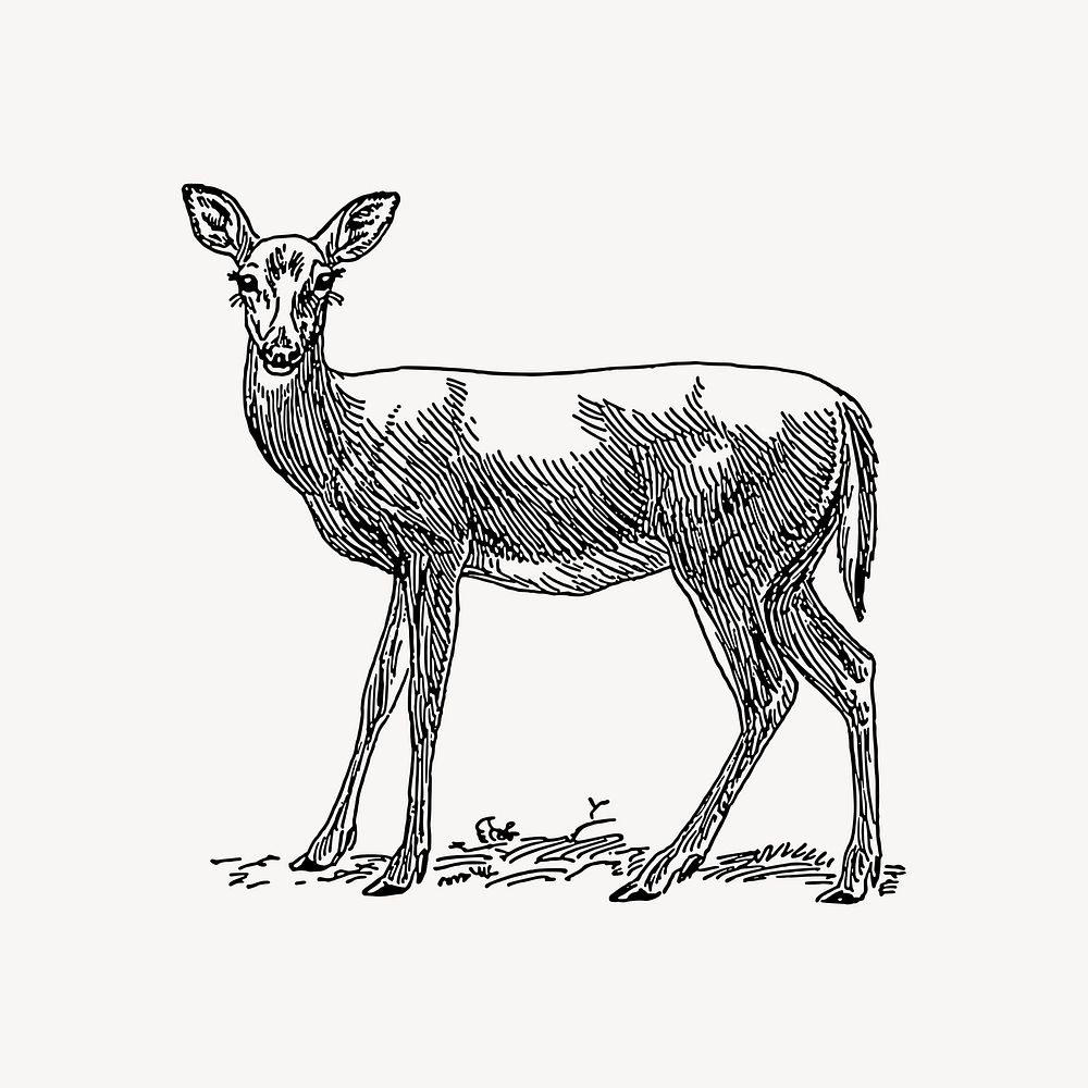 Deer clipart, vintage illustration vector. Free public domain CC0 image.