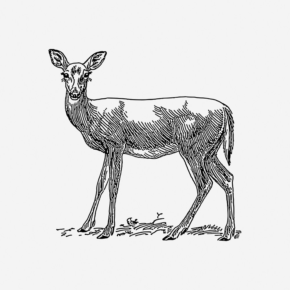 Deer, black & white illustration. Free public domain CC0 image.