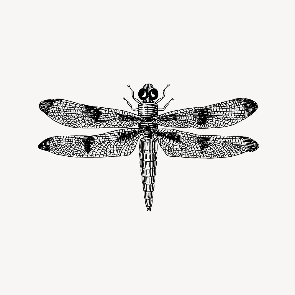 Dragonfly clipart, vintage illustration vector. Free public domain CC0 image.