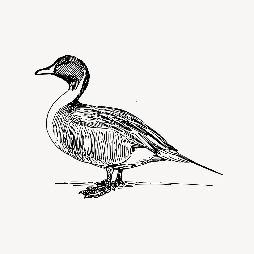 Duck clipart, vintage illustration vector. Free public domain CC0 image.