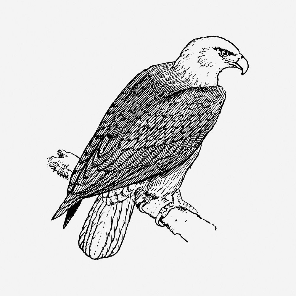 Eagle, black & white illustration. Free public domain CC0 image.