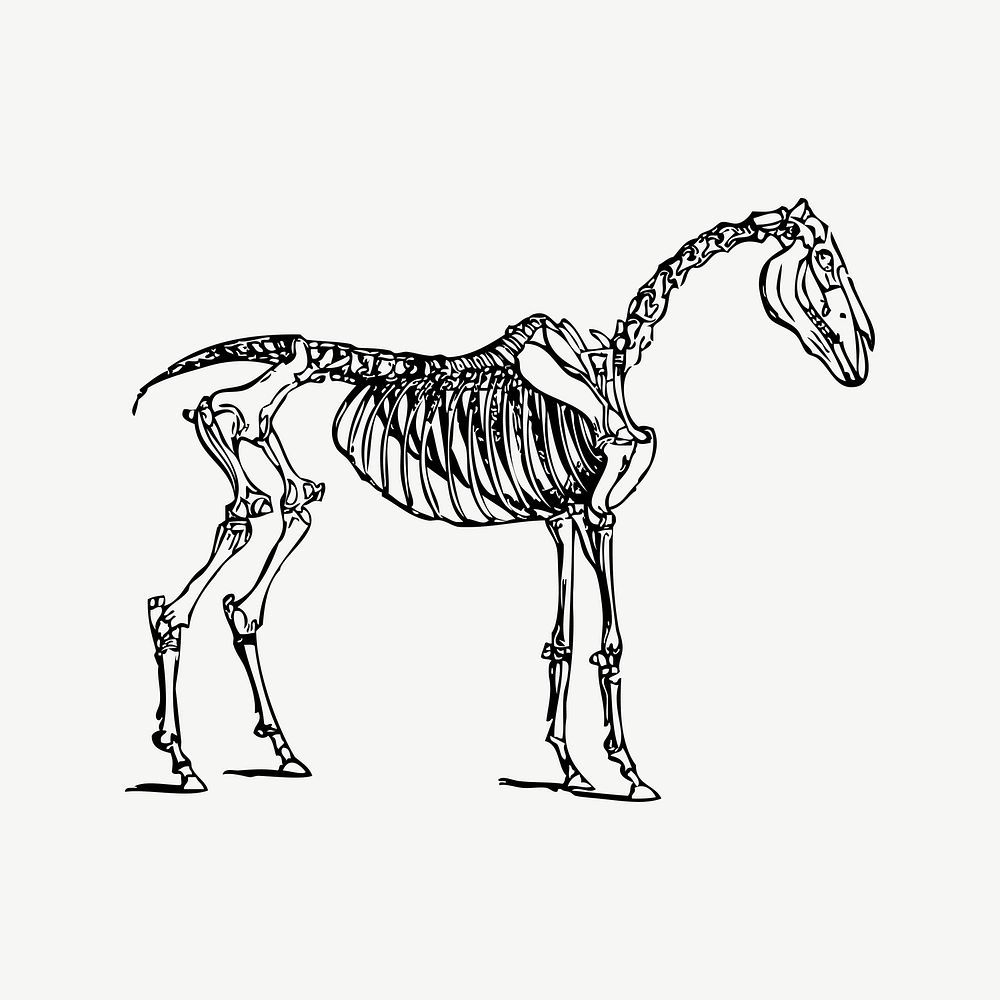 Horse bones clipart, vintage illustration vector. Free public domain CC0 image.