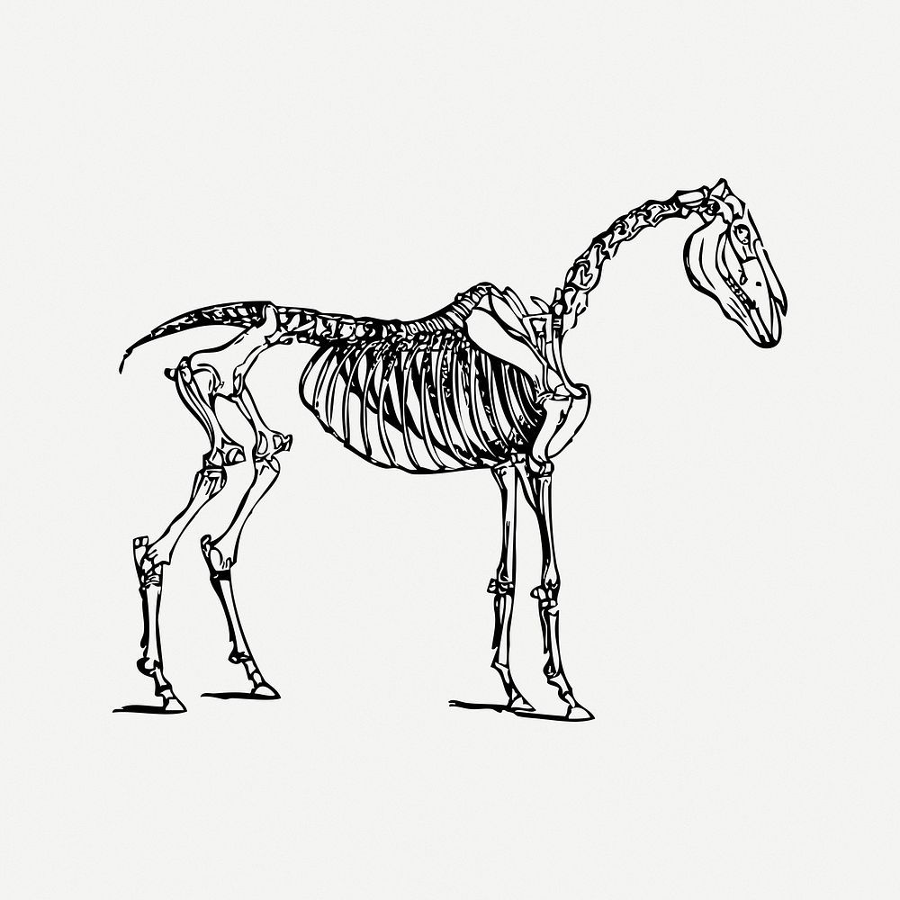 Horse bones collage element, black & white illustration psd. Free public domain CC0 image.